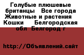 Голубые плюшевые британцы - Все города Животные и растения » Кошки   . Белгородская обл.,Белгород г.